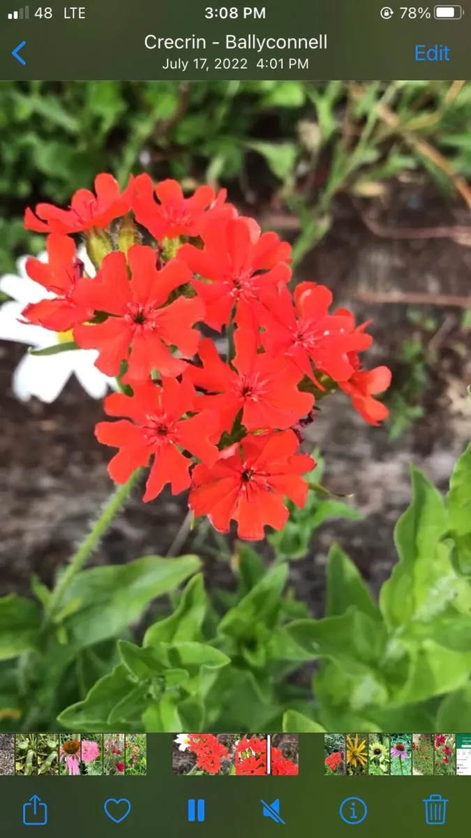 Cottage garden flowers - Image 2