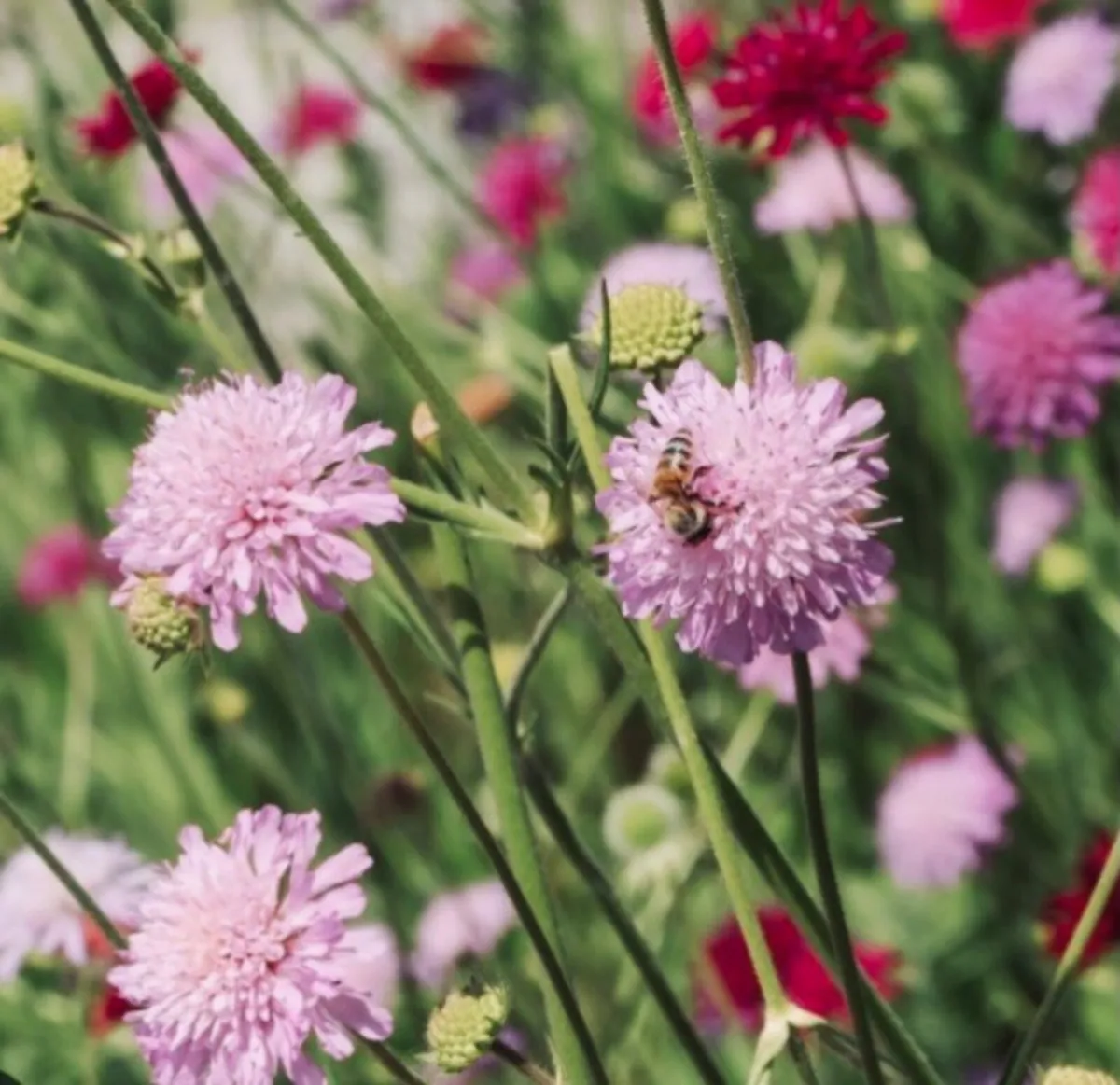 Cottage garden flowers - Image 1