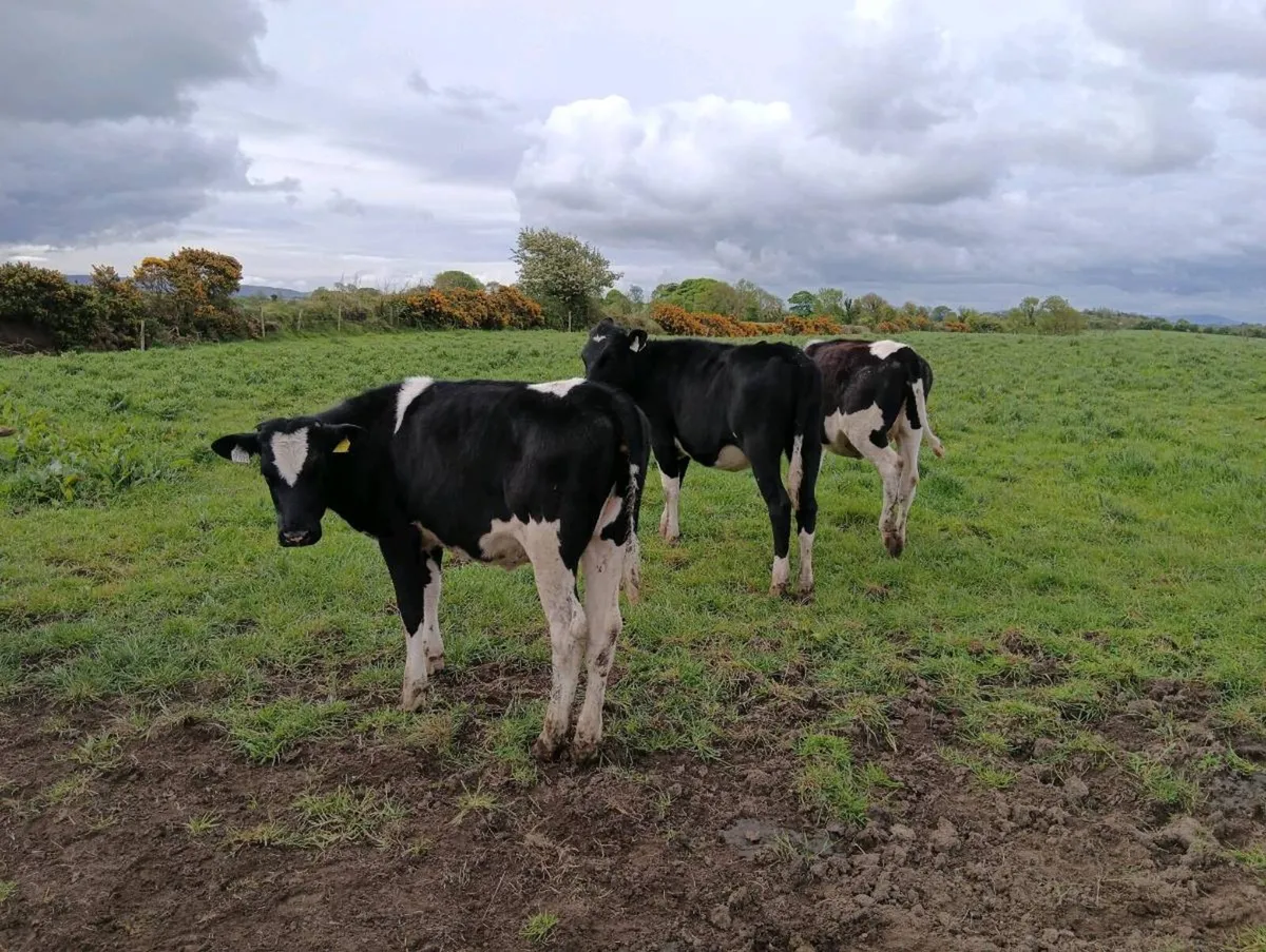 Heifers for sale - Image 2