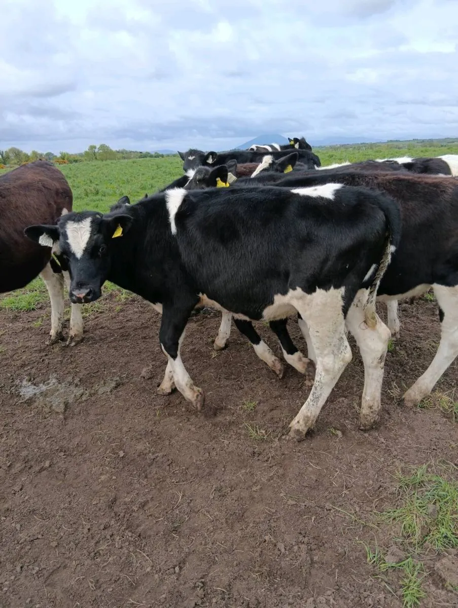 Heifers for sale - Image 3