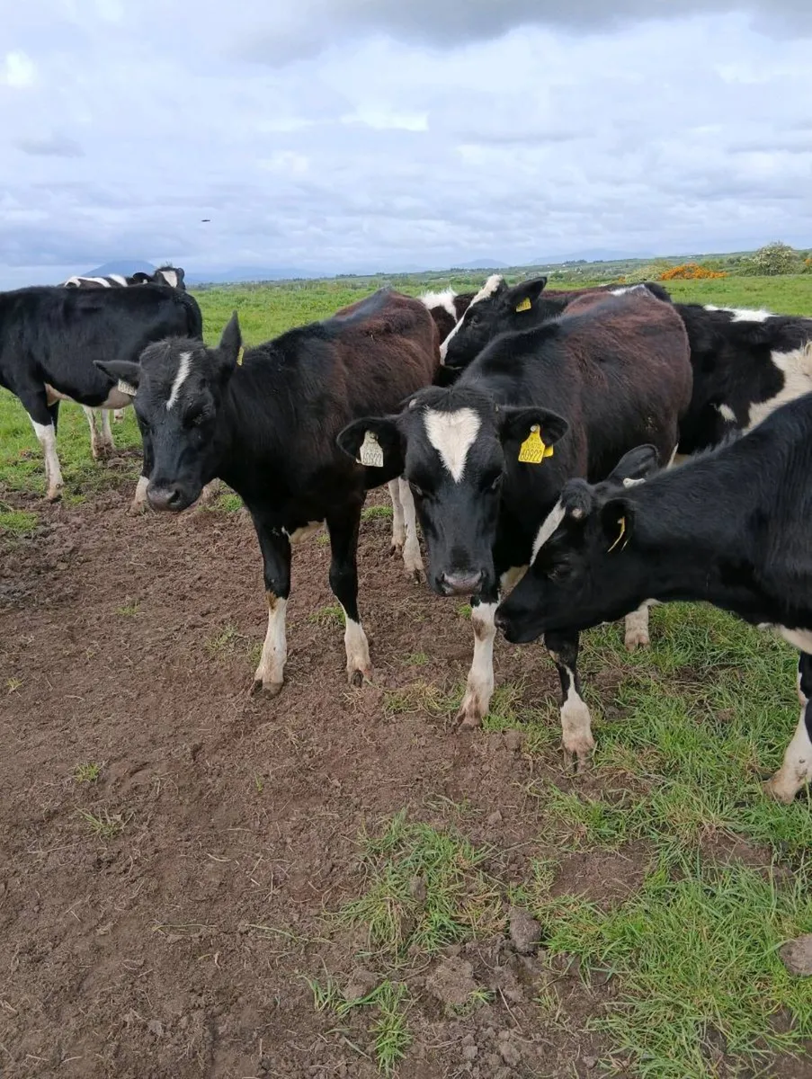 Heifers for sale - Image 4