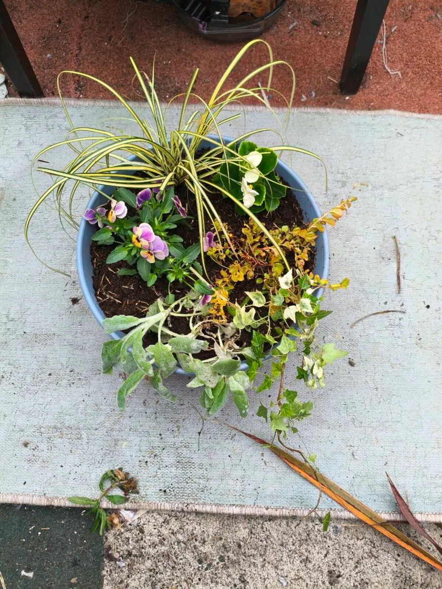 Beautiful pots 10 each