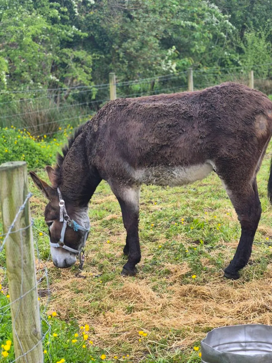 Donkey