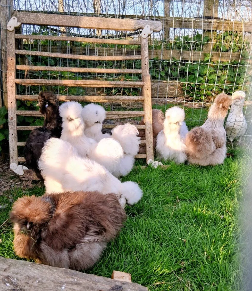 Polish + usa silkie poultry and eggs - Image 1