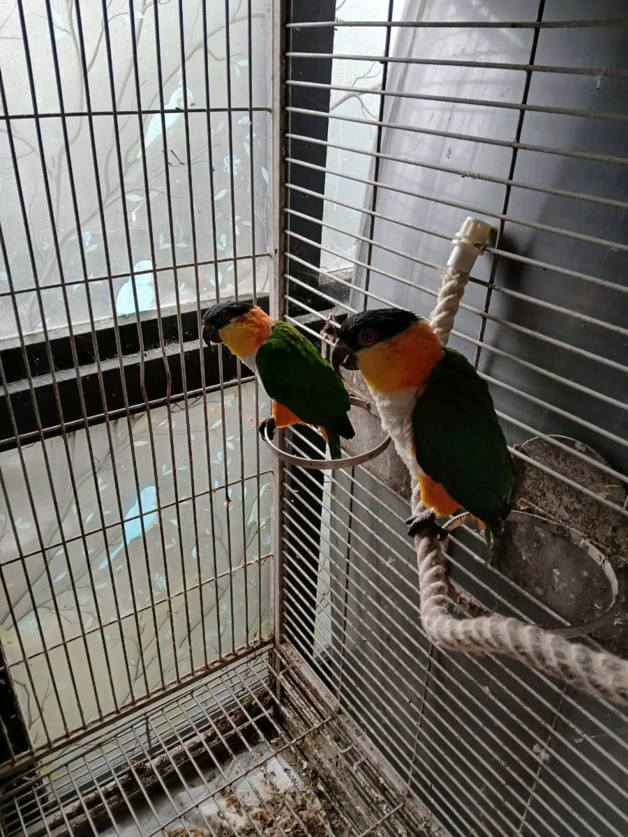 Pair of Caiques - Image 2