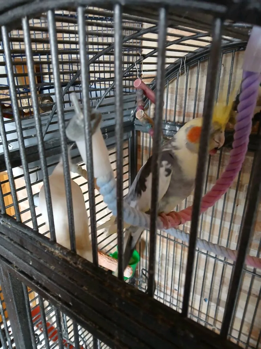 Pair of Caiques - Image 3