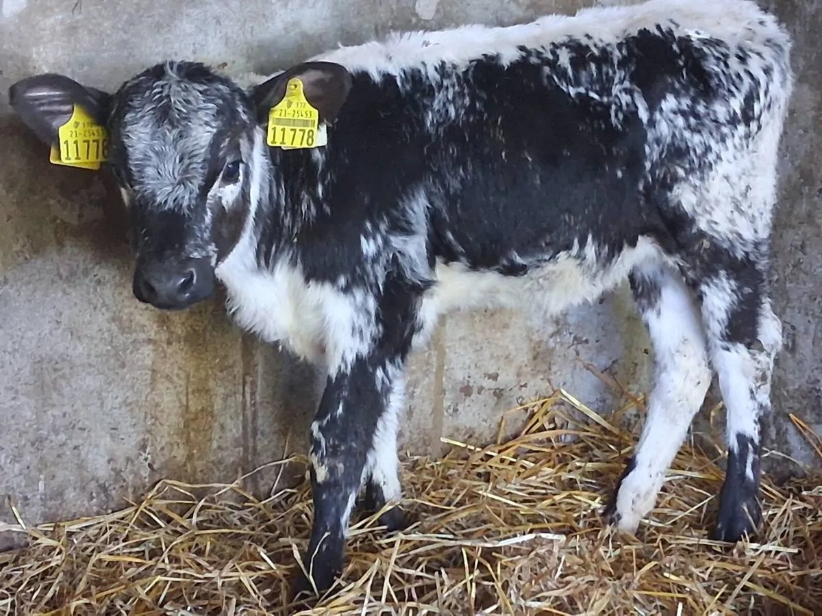 Speckle Park Heifer Calf - Image 2