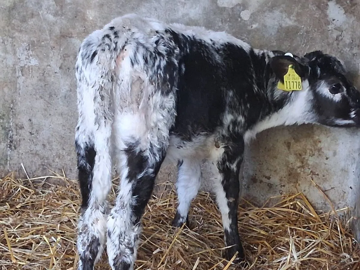 Speckle Park Heifer Calf - Image 3