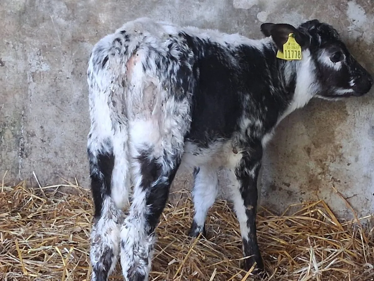 Speckle Park Heifer Calf - Image 4