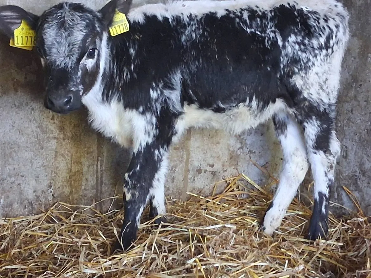 Speckle Park Heifer Calf - Image 1