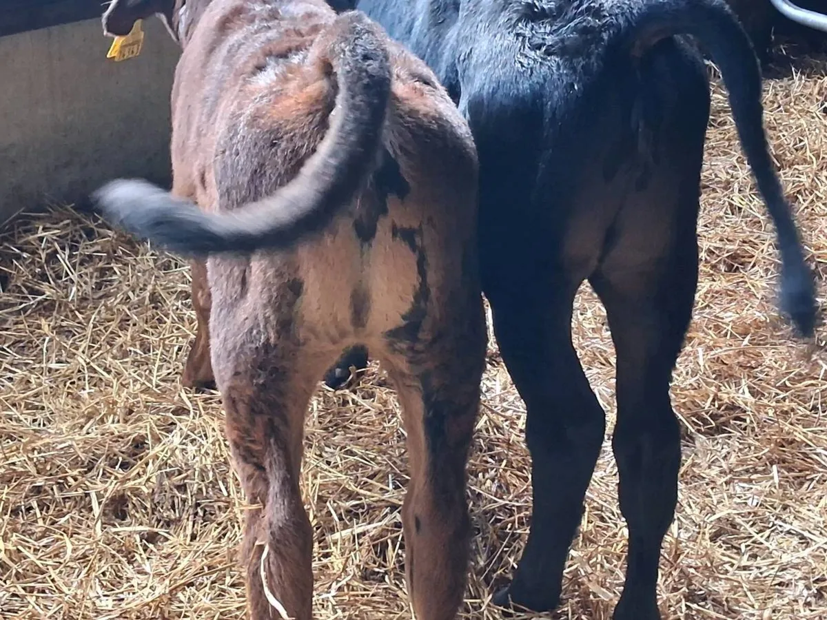 2 Reared Angus Heifers - Image 2