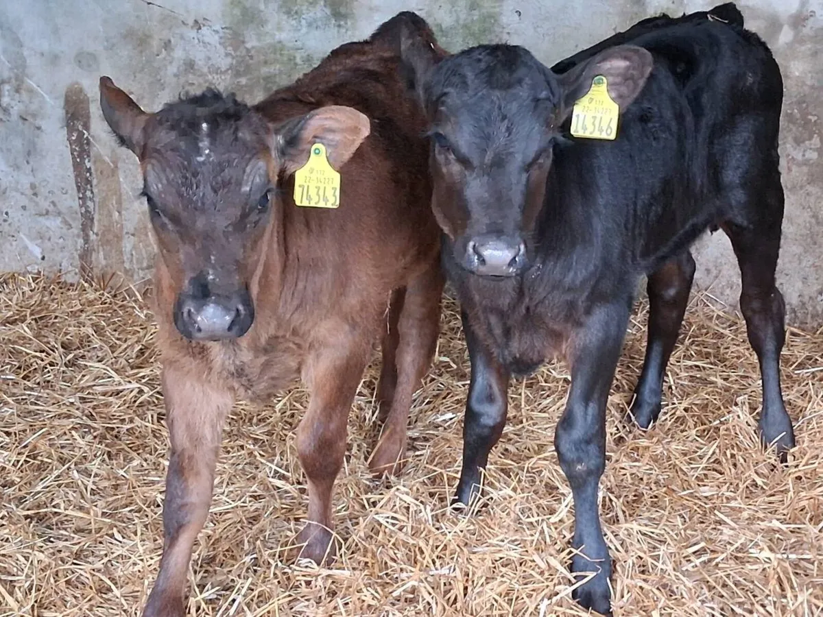 2 Reared Angus Heifers - Image 3