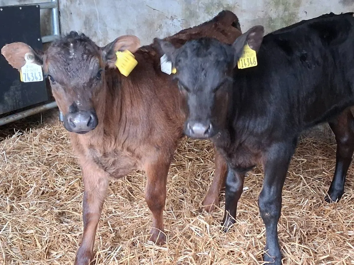 2 Reared Angus Heifers - Image 4