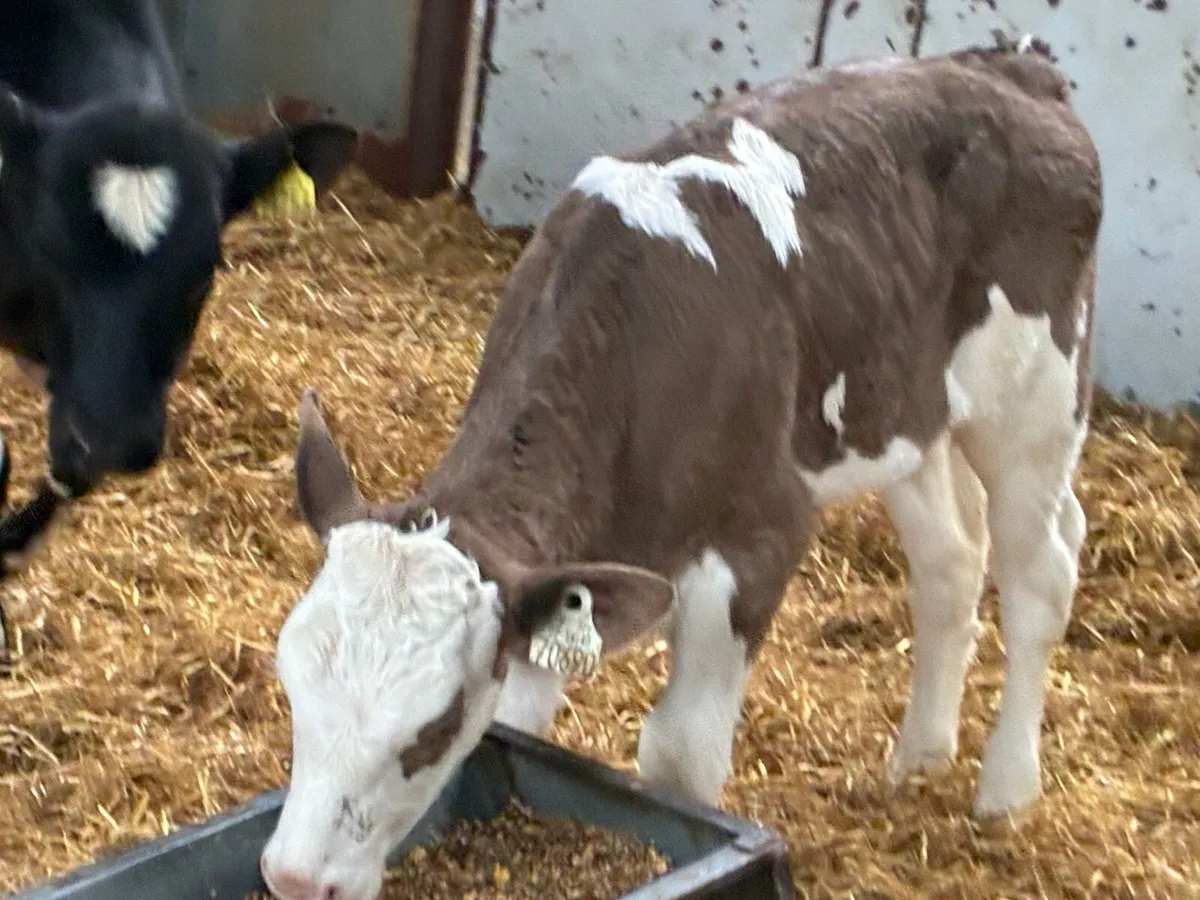 Super Simmental Heifer Calf - Image 2
