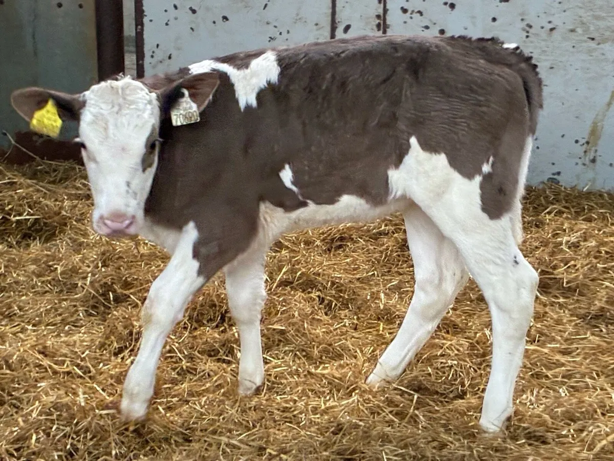 Super Simmental Heifer Calf - Image 3