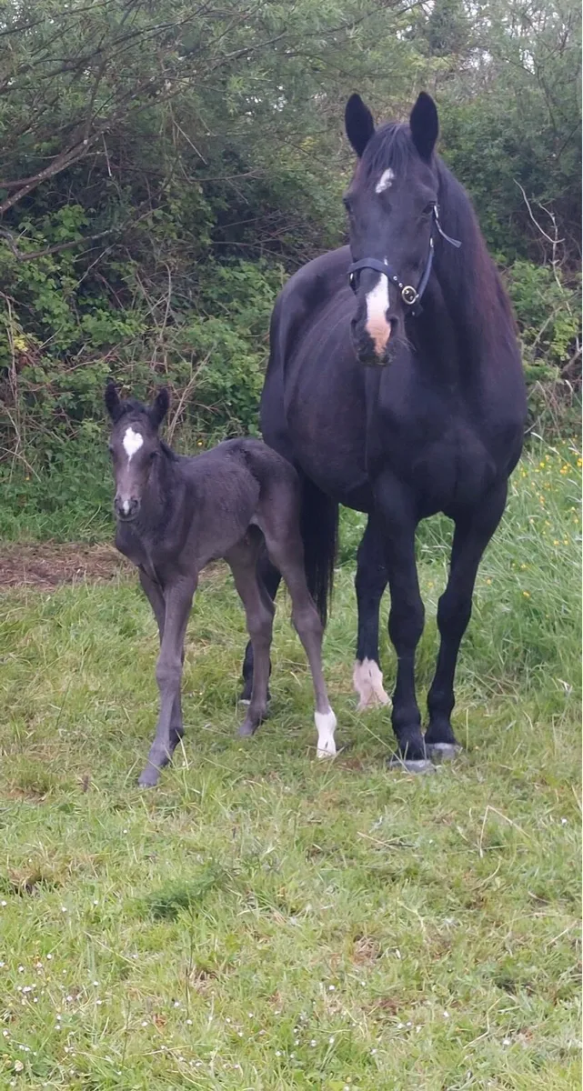 Black Mare and foal - Image 1