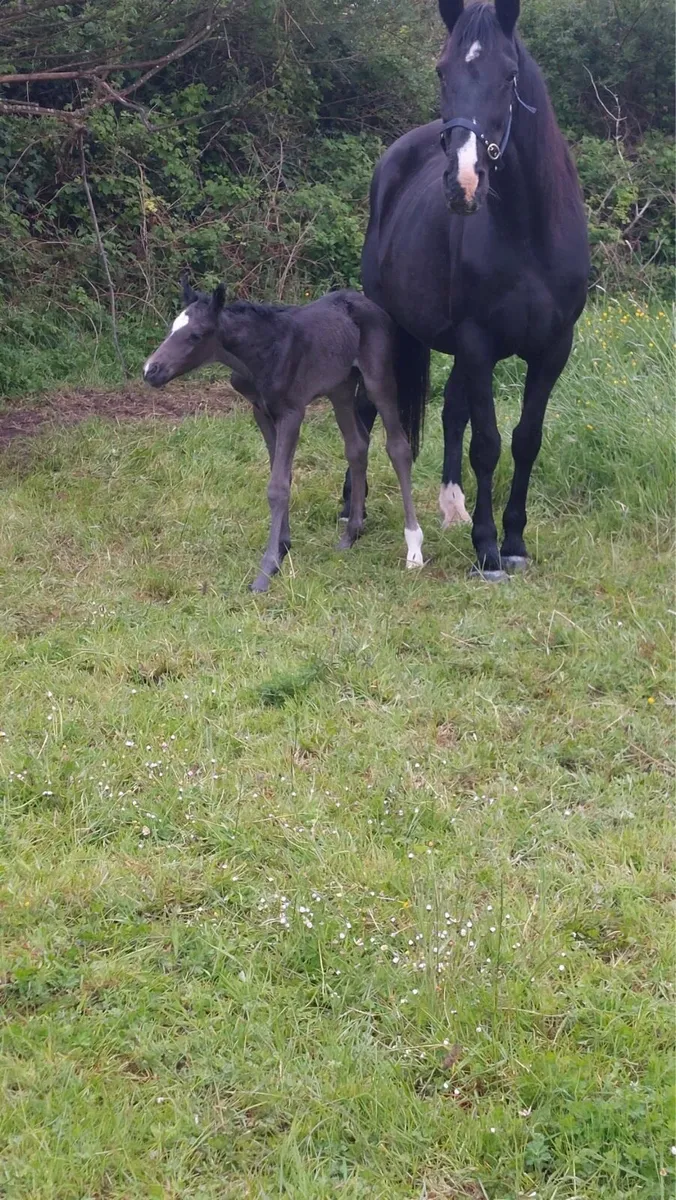 Black Mare and foal - Image 2