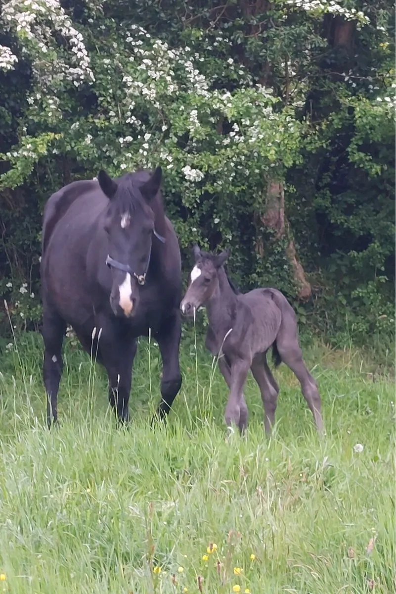 Black Mare and foal - Image 3