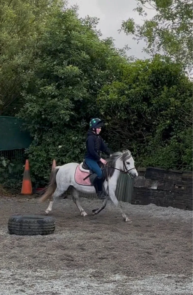 STUNNING WELSH -X YOUNG PONY - Image 2