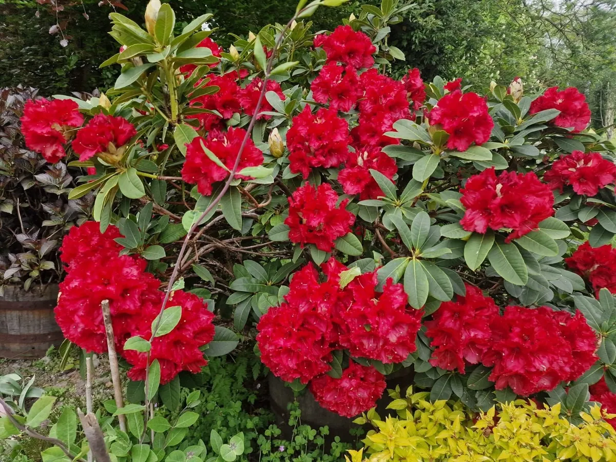 beautifully blooming rhododendron - Image 1