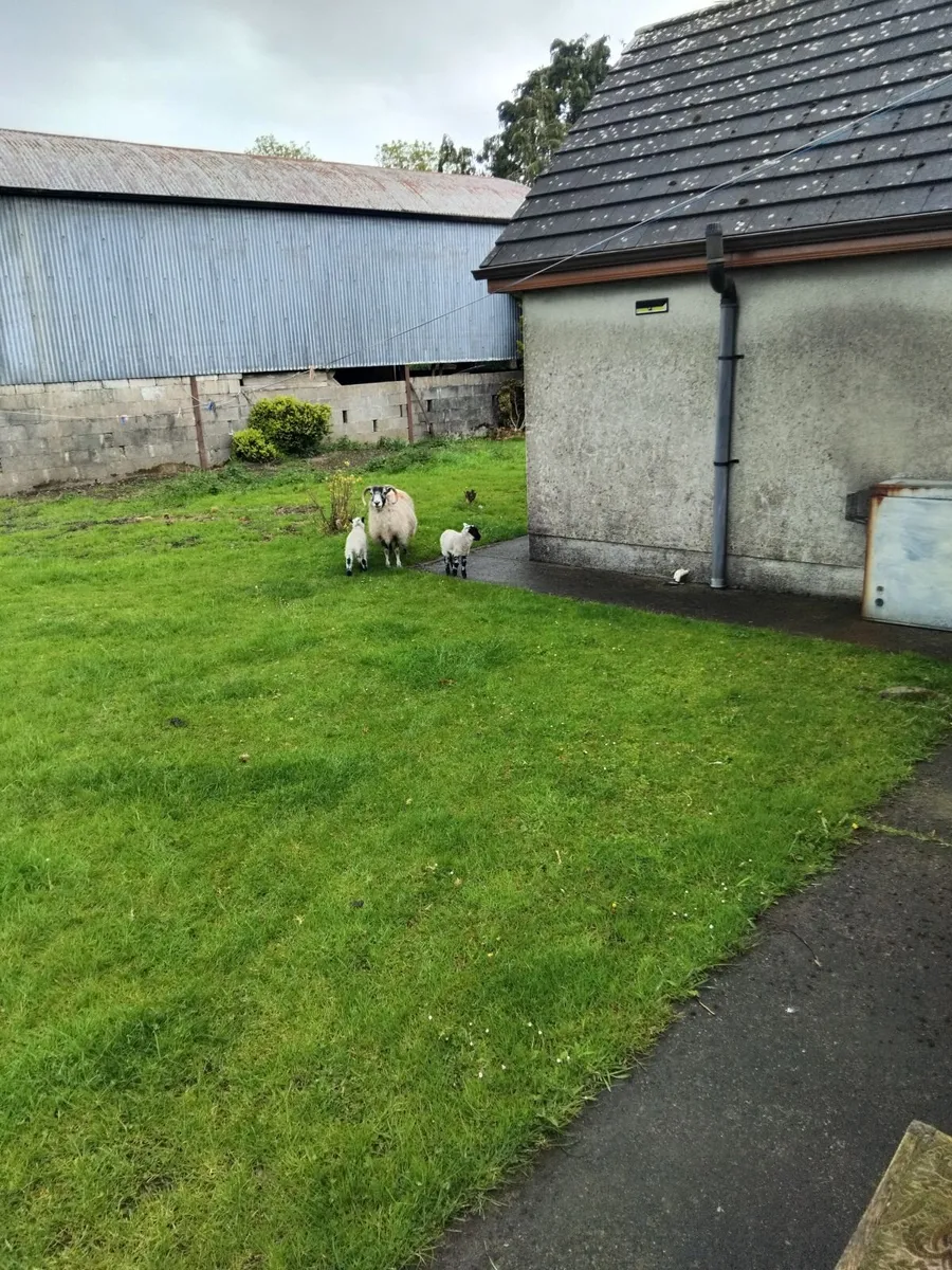 Ewe and 2 lambs - Image 1