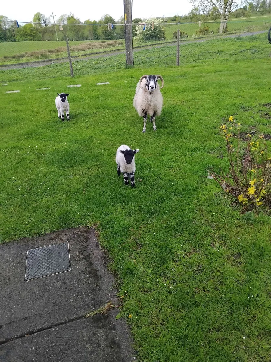 Ewe and 2 lambs - Image 3