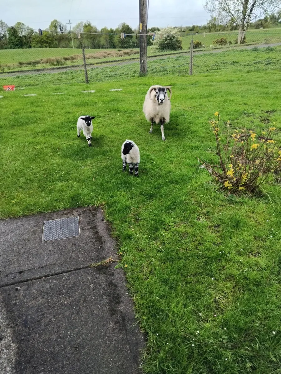 Ewe and 2 lambs - Image 2