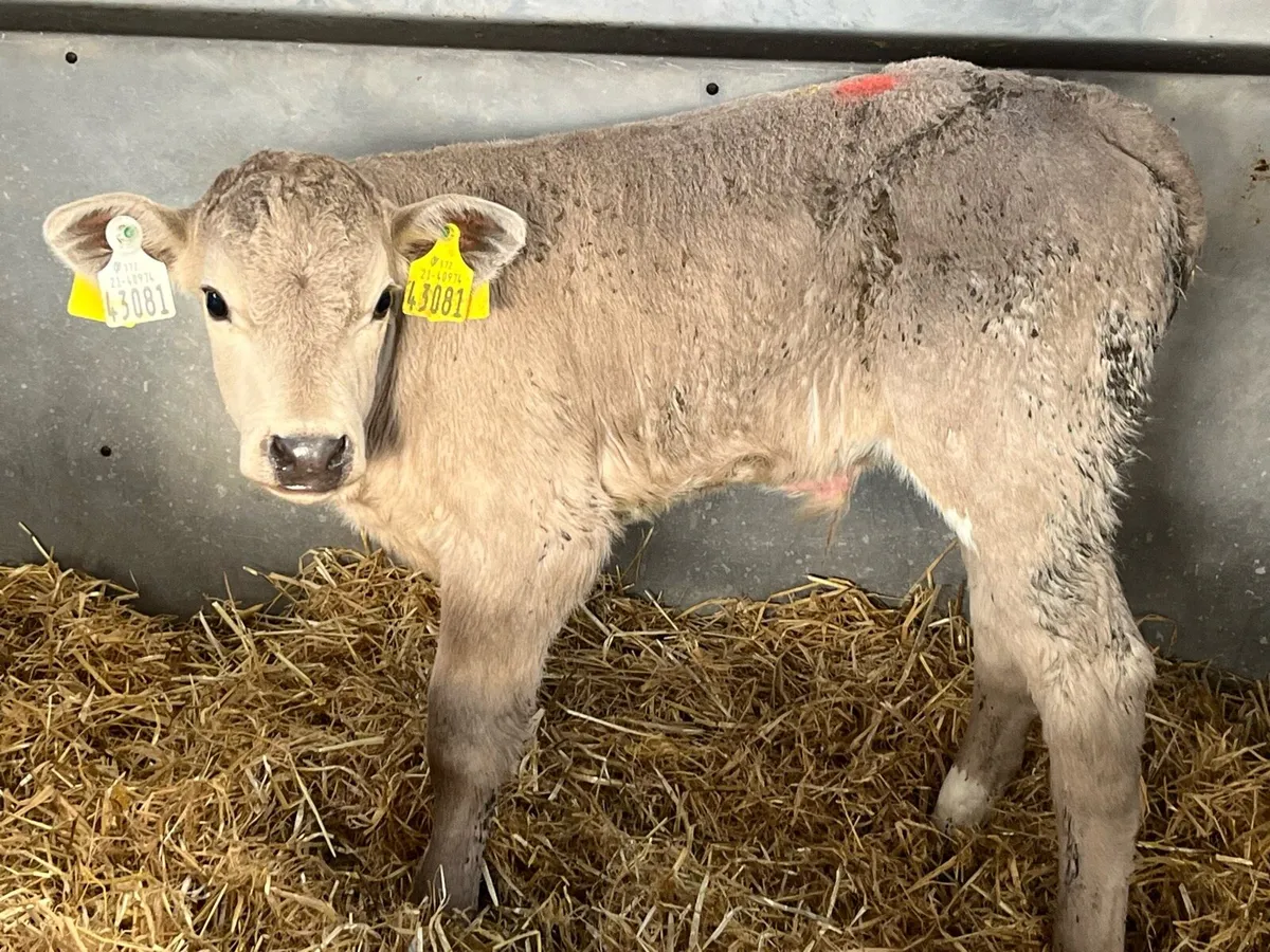 Super Charolais Bull Calf - Image 1
