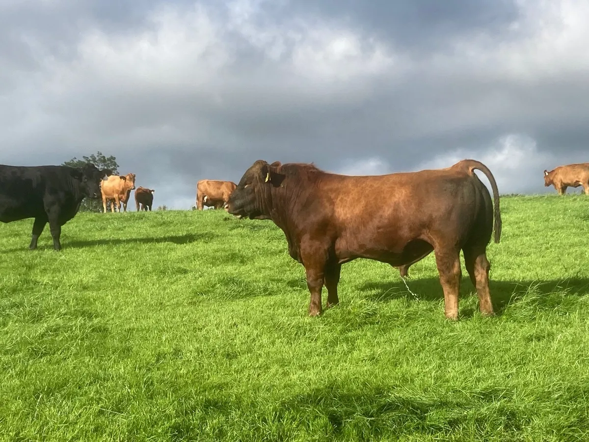 Bulls - Image 2