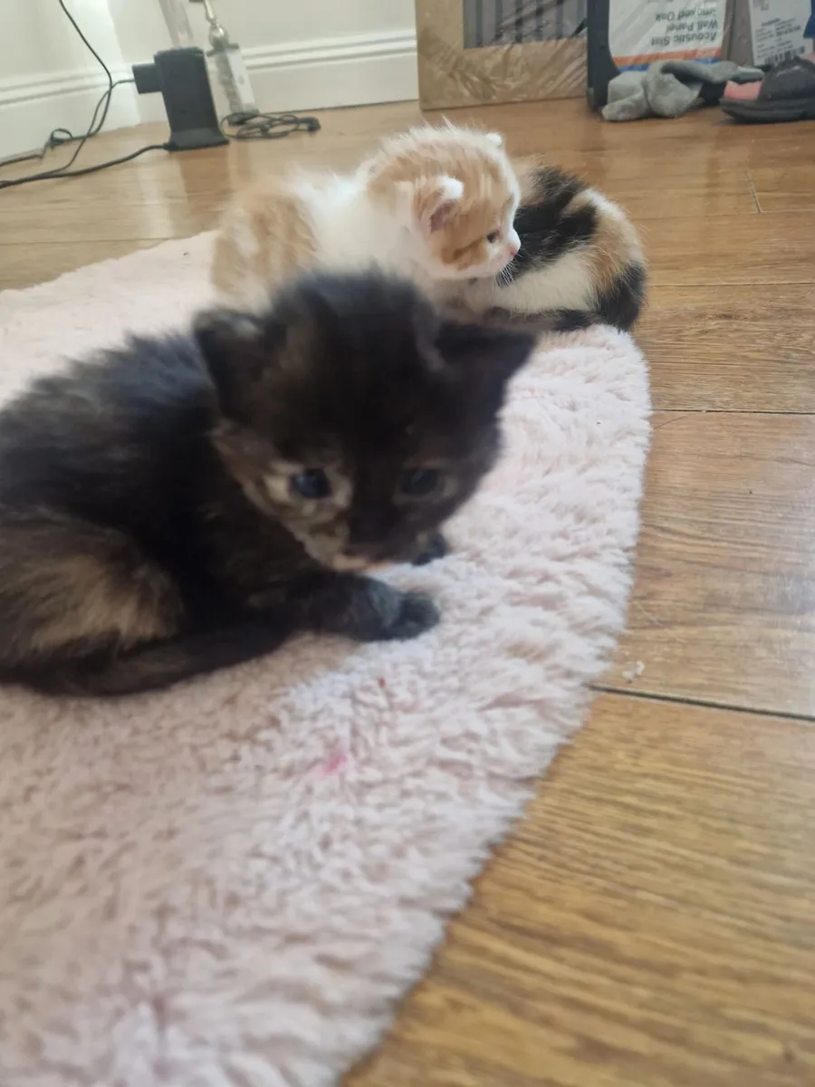 Kittens - Image 2