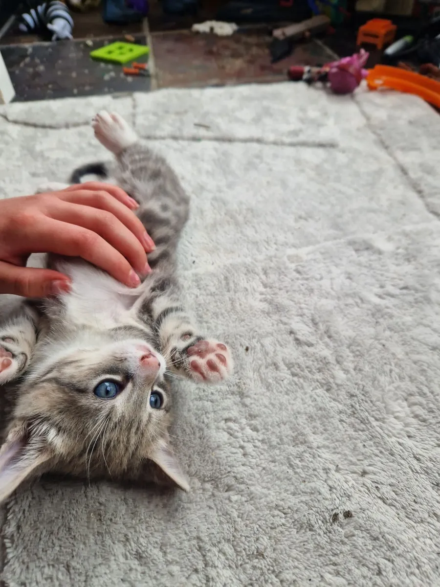 Kittens - Image 4