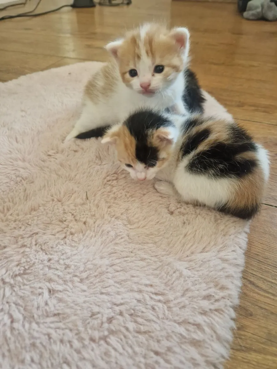 Kittens - Image 3