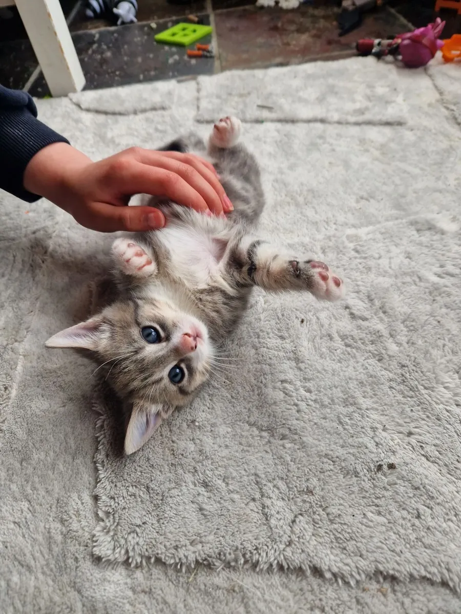 Kittens - Image 1