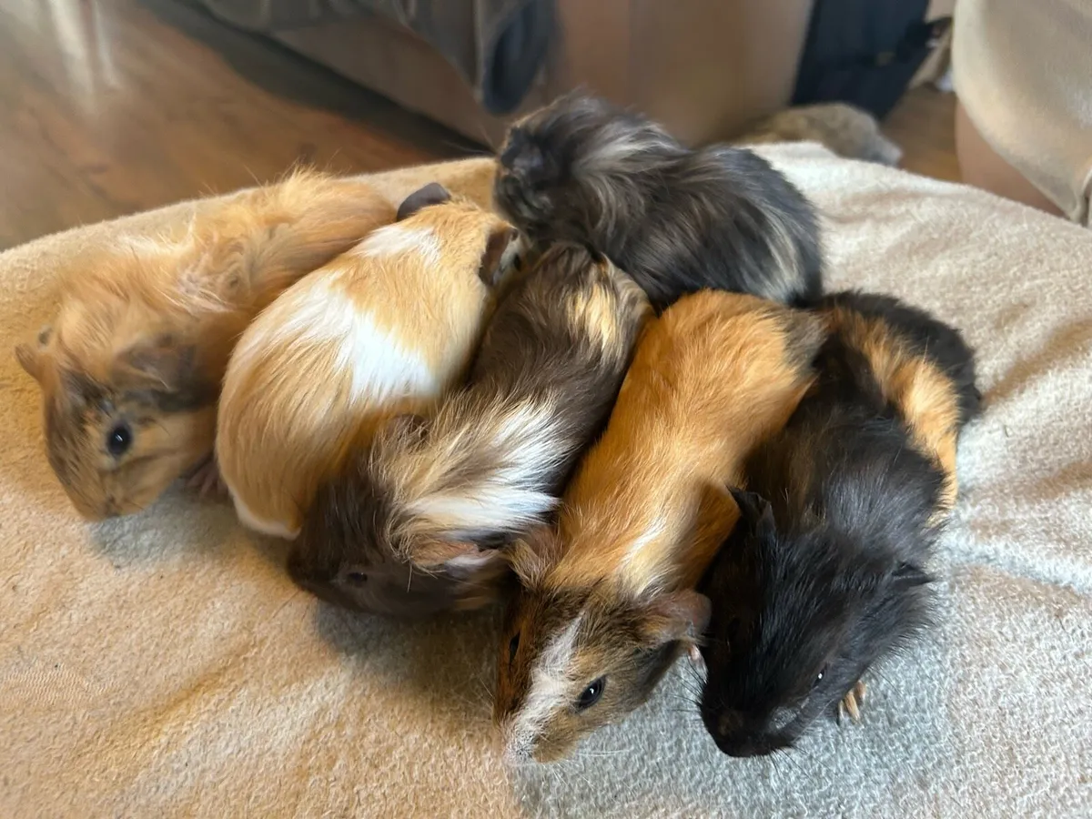 Guinea pigs - Image 1