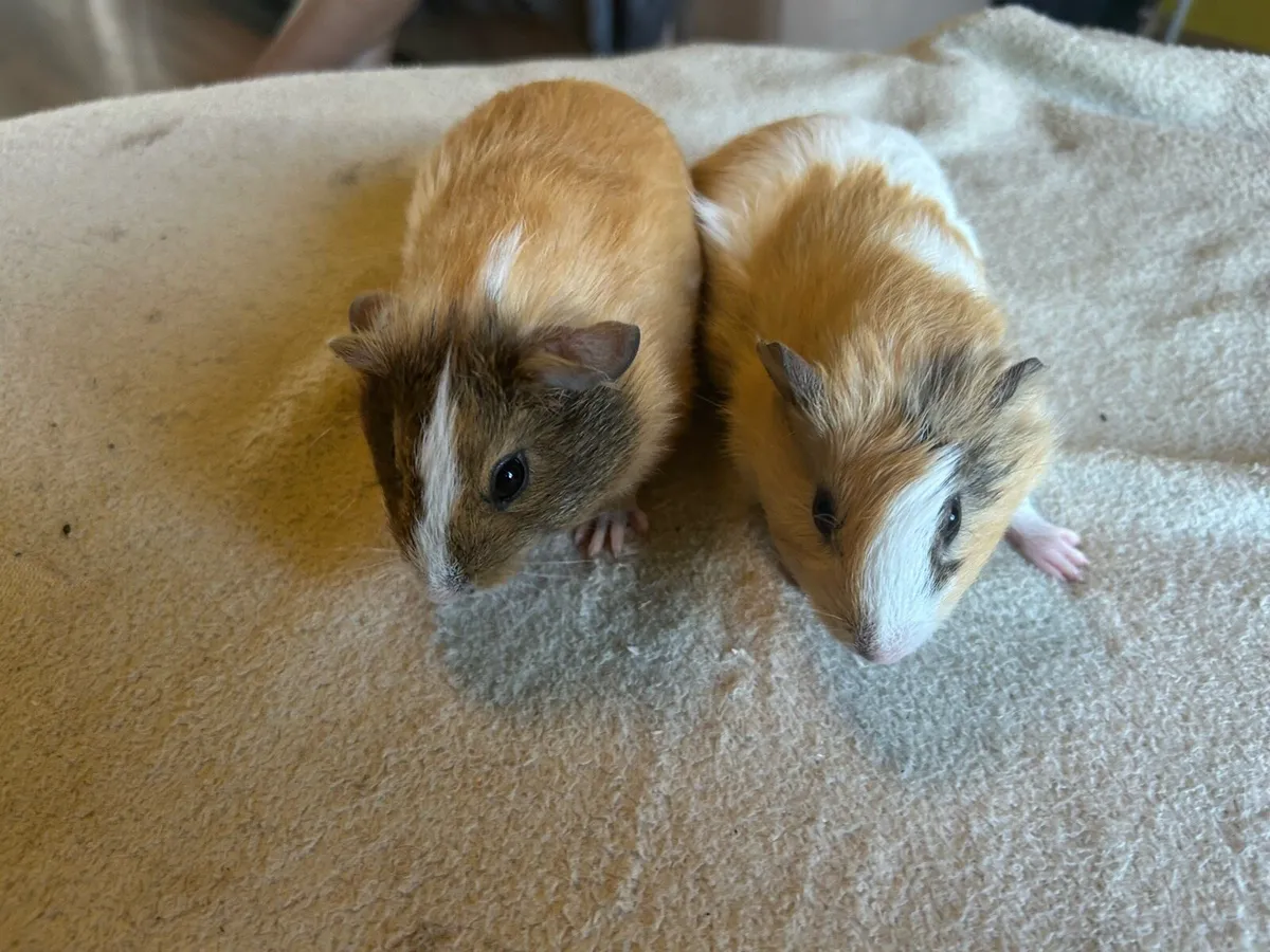 Guinea pigs - Image 2
