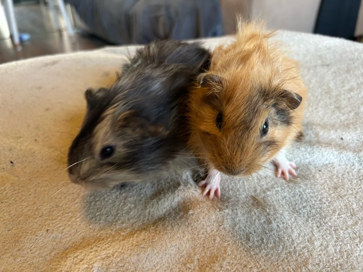 Guinea pigs - Image 3