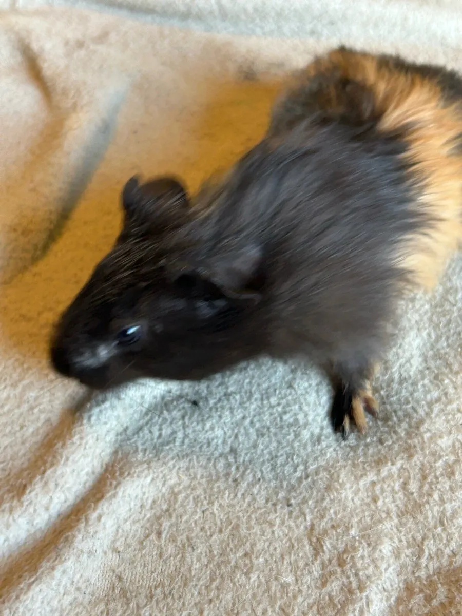 Guinea pigs - Image 4