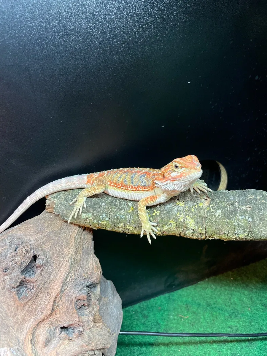 Bearded dragon - Image 4