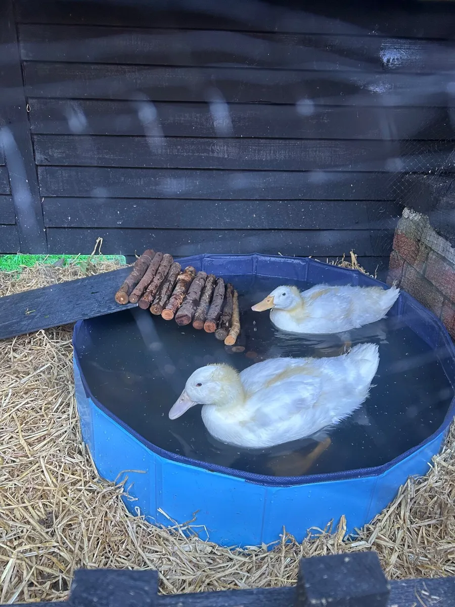 2 pekin Ducks 1 male 1 female free