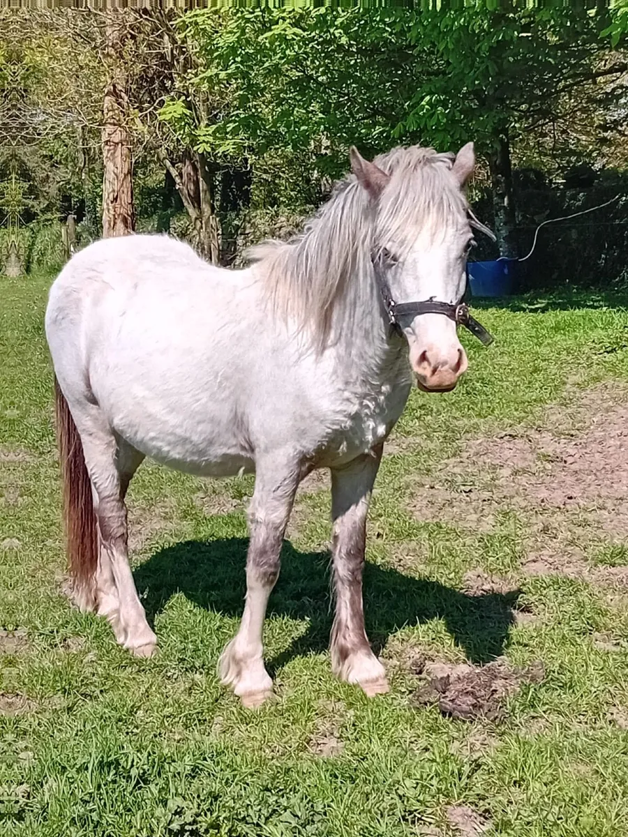 2 year old filly Cob - Image 1