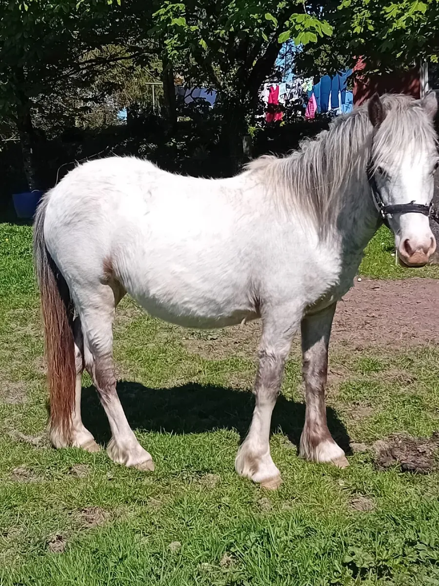2 year old filly Cob - Image 2