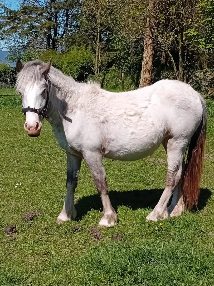 2 year old filly Cob - Image 3