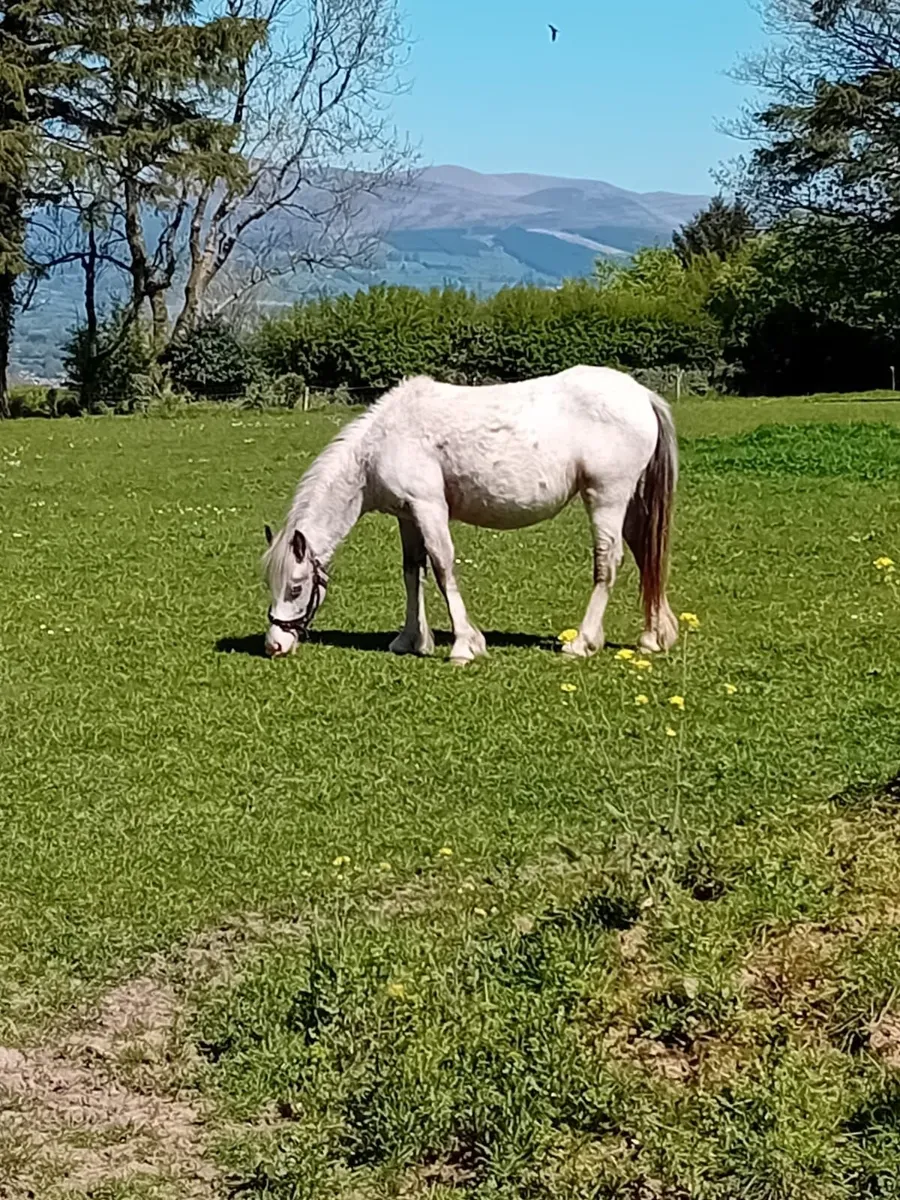 2 year old filly Cob - Image 4