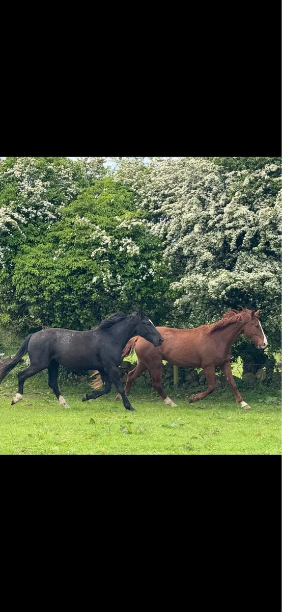3 yr old Irish draught gelding - Image 1