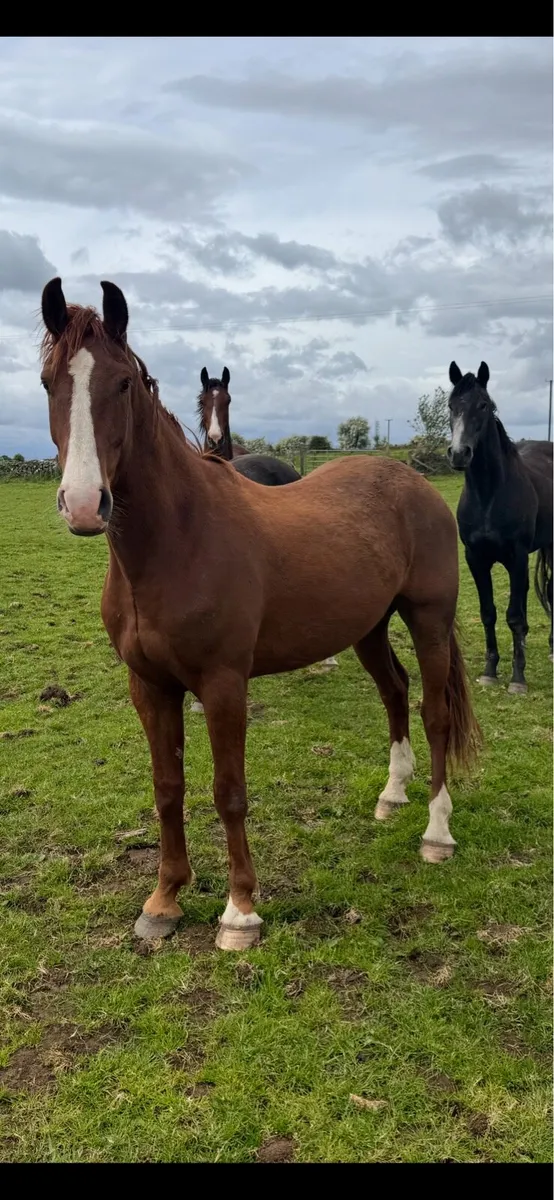 3 yr old Irish draught gelding - Image 2