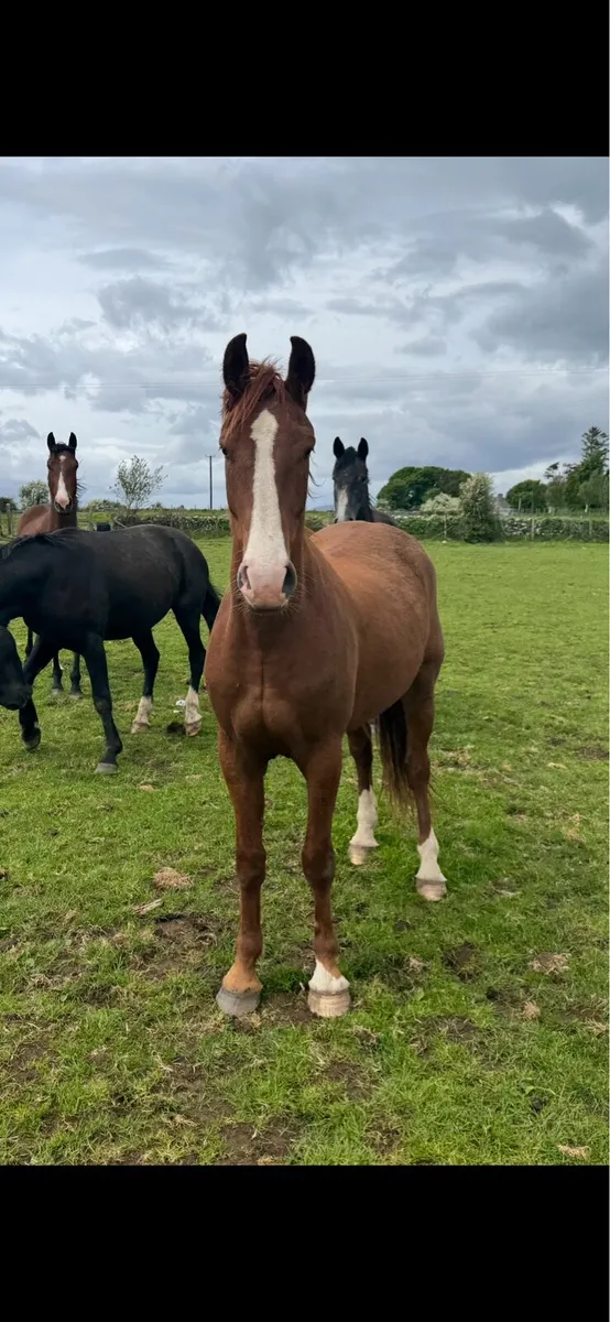 3 yr old Irish draught gelding - Image 3