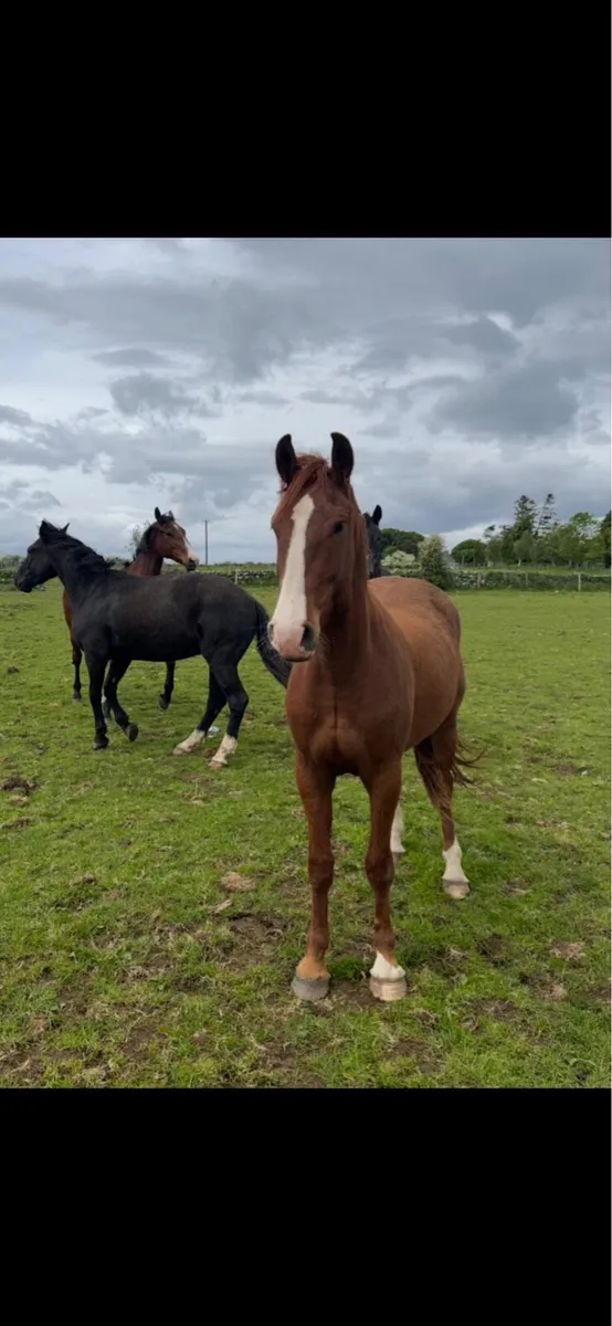 3 yr old Irish draught gelding - Image 4