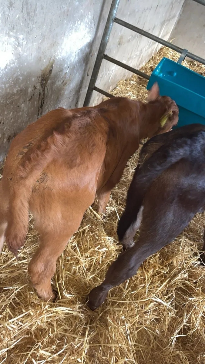 Limousin calves - Image 3