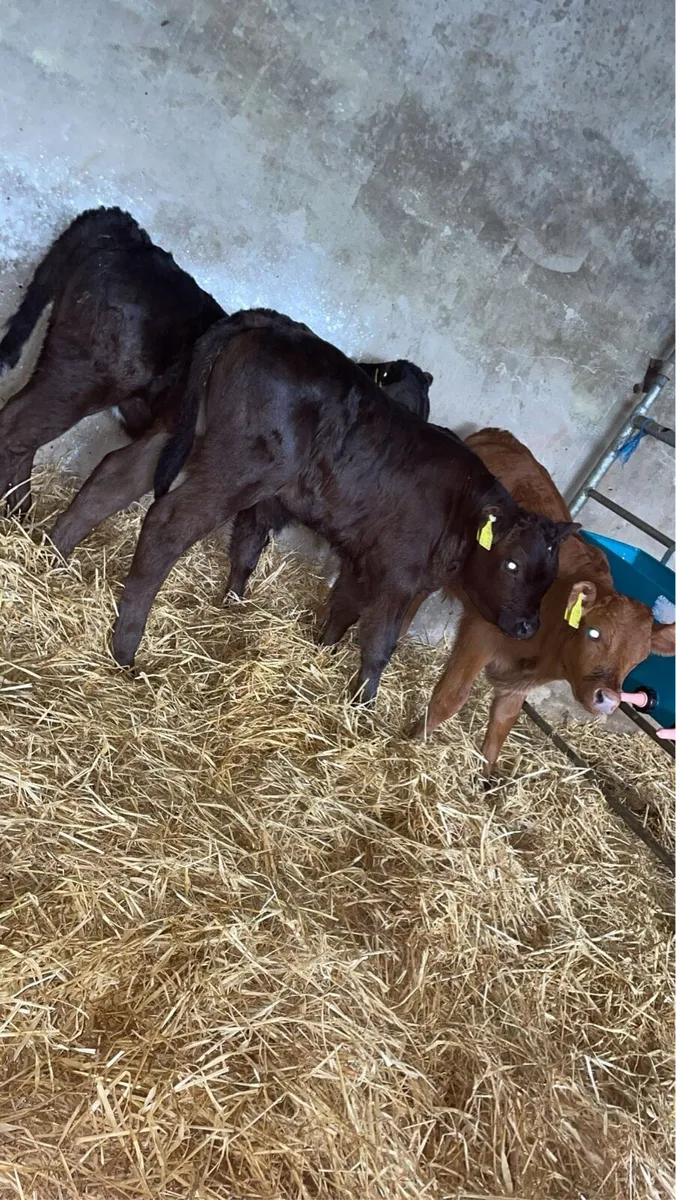 Limousin calves - Image 4