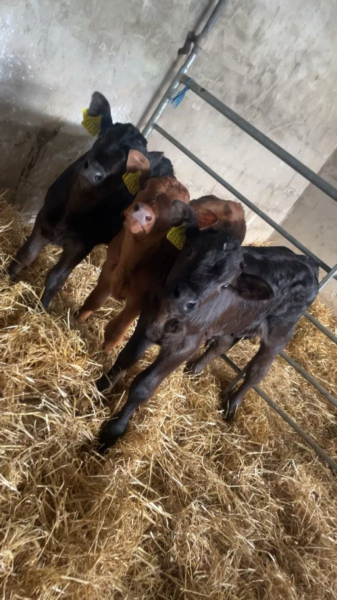 Limousin calves - Image 1